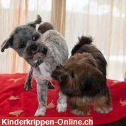 Bild 7: NIDO-Rheinfelden