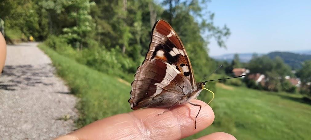 Kita Stelle als Gruppenleiter/in für Waldgruppe, 60-80%, Adliswil